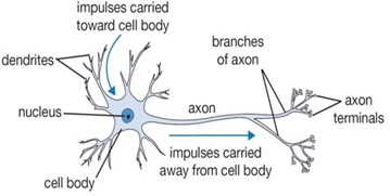 Biological_Neuron